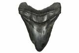 Fossil Megalodon Tooth - South Carolina #178793-1
